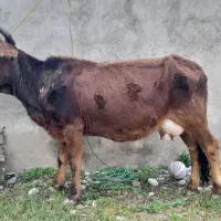 گاو با گوساله ماده