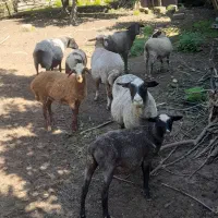 فروش گوسفند