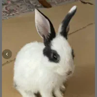 خرگوش یک ماهه با چشمان دورنگ