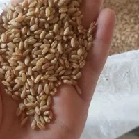گندم|خوردنی و آشامیدنی|سوسنگرد, |دیوار