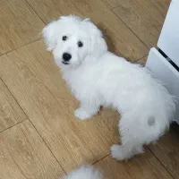 شیتزو تریر ماده