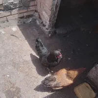 مرغ درشت