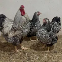 تخم و جوجه|حیوانات مزرعه|رشت, استقامت ۱|دیوار