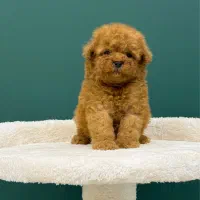 تاینی پودل \ توی پودل وارداتی از روسیه