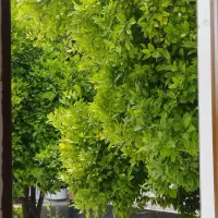 اجاره ویلا باغ