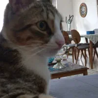 گربه پسر، مهربون و بازیگوش