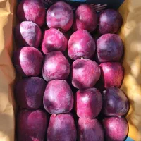 تامین سیب داخل بازار وصادرات