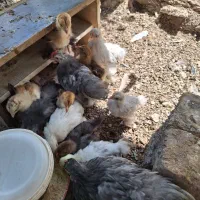 جوجه برهما جوجه کوشین