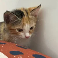 واگذاری بچه گربه|گربه|مشهد, جانباز|دیوار