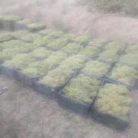 انگور شیره ای کشمشی