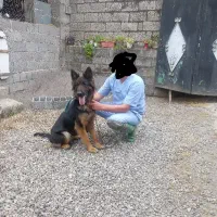 واگذاری سگ ژرمن|سگ|رودبنه, |دیوار