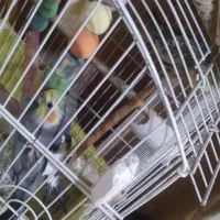 جفت عروس هلندی