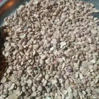 لوبیا تک آشی