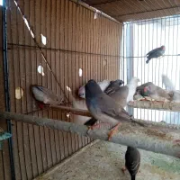 فزوش 20 عدد فنچ معمولی|پرنده|اردکان, |دیوار