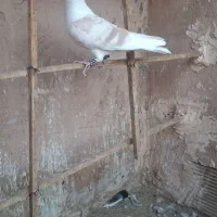 پشتی و راست سرخ