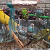 مرغ عشق|پرنده|تهران, شهرک ابوذر|دیوار