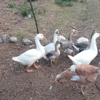 قو غاز  اردک مسکویی  اردک پکنی