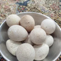 تخم بوقلمون