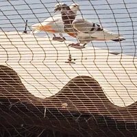 کفتر گرو|پرنده|ری, تقی آباد|دیوار