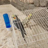 جفت عروس هلندی مولد