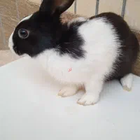 خرگوش|موش و خرگوش|ایرانشهر, |دیوار