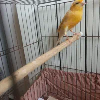 قناری نر|پرنده|رشت, سعدی (تختی)|دیوار