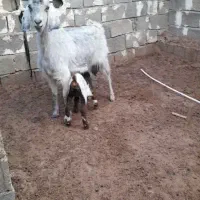 ۶ تا بز و یک کهره چبش|حیوانات مزرعه|داراب, |دیوار