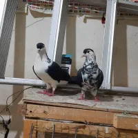 کفتر کلاغدم