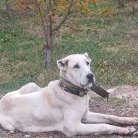 سگ‌افغان‌گمشده