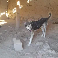 سگ سرابی ۲ ساله مناسب|سگ|بستان آباد, |دیوار