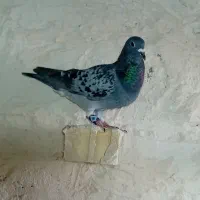 کبوتر پلاکی و نامه بر جفت