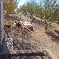 فروش قو قاز ومرغ