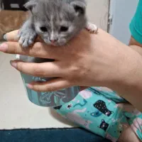 بهترین گربه های شیراز نژاد اسکاتیش( اصیل)|گربه|شیراز, شهرک گلستان|دیوار