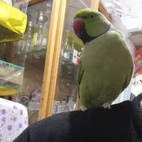 طوطی ملنگو نر سخنگو دستی 3 ساله