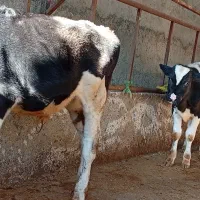 دو راس گوساله سیمینتال ماده و نر امریکایی|حیوانات مزرعه|قائم‌شهر, |دیوار