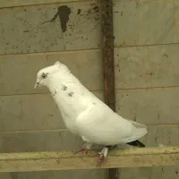 کفتر دم سیاه کاکلی نر|پرنده|اسلامشهر, شهرک توحید|دیوار