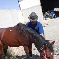 اسب نر نژاد ترک