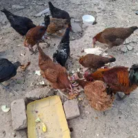 مرغ و خروس گلین و محلی رسمی