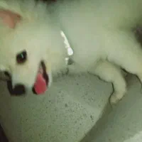 واگذاری مناسب