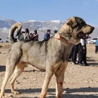 سگ گمشده در گلدشت و جوزدان