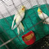 عروس لوتینو|پرنده|گرگان, |دیوار