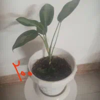 تعدادی گل طبیعی.گل یوکا بنسای.سرحال|گل و گیاه طبیعی|شاهرود, |دیوار