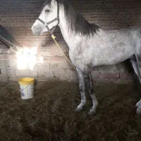 اسب عرب ایرانی|اسب و تجهیزات اسب‌سواری|محمدبار, |دیوار