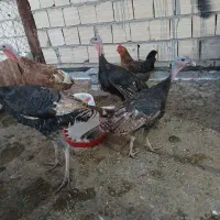 ۵عدد بوقلمون سرحال