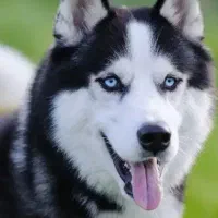 غذای حیوانات مناسب سگ و گربه