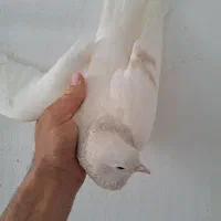 جفت ساده و چپ زات هفت رنگ درجه یک|پرنده|بیرجند, |دیوار