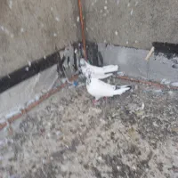 فروش پرنده|پرنده|کبودرآهنگ, |دیوار