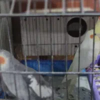 یک جفت عروس هلندی مولد|پرنده|کارون, |دیوار