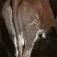 گاو گوساله سیمینتال