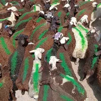 بره نرهالاغرسالم طلای افشارسرخ وعروس